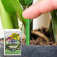 📢📢Kauf 5 und 5 gratis ⏰Langzeit-Düngerstäbchen für Pflanzen 🌱⚡