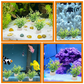 Aquatic Plant Holder Ring Set